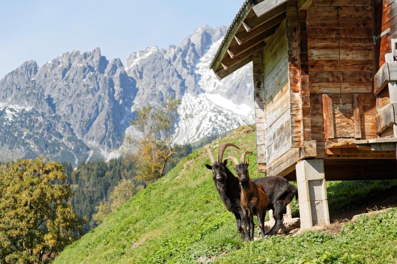 Gut Stein Panoramalodge Mühlbach am Hochkönig المظهر الخارجي الصورة